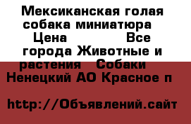 Мексиканская голая собака миниатюра › Цена ­ 53 000 - Все города Животные и растения » Собаки   . Ненецкий АО,Красное п.